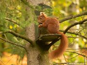 JGS-20201025-PA250313-Verbeterd-NR