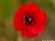 JGS-20140629-PM291948-Verbeterd-NR